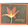 1231 SORRY 130.00 0.40 52.00 zdt3i2